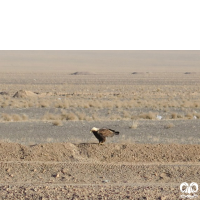 گونه عقاب شاهی Eastern Imperial Eagle